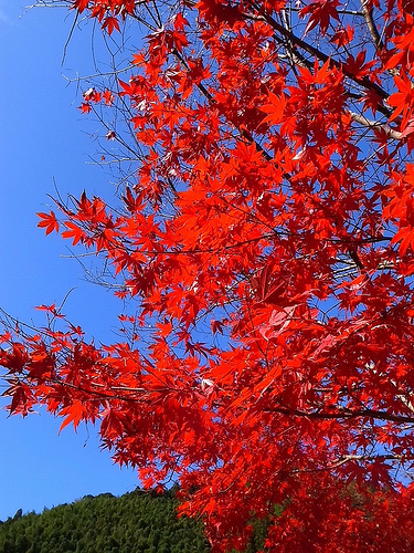 紅葉を見に清水区西里まで・・・