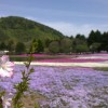 去年のリベンジ！富士芝桜会場は晴れていたか？