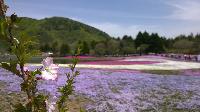 去年のリベンジ！富士芝桜会場は晴れていたか？