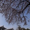 駿府城公園の巽櫓、枝垂れ桜満開デス