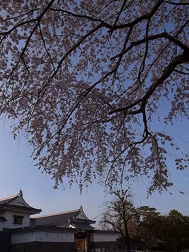 駿府城公園の巽櫓、枝垂れ桜満開デス