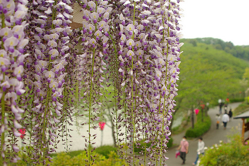 藤枝の蓮華寺池公園で藤を愛でる