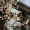 氏神さんの桜