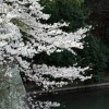 駿府城址の桜