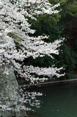 駿府城址の桜