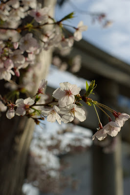 氏神さんの桜