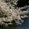 桜の花の咲く頃に・・・