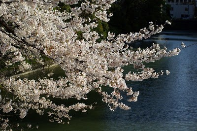 桜の花の咲く頃に・・・