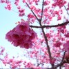 静岡は春の陽気