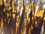 がごめ昆布角切りを１０キロ！