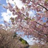 駿河湾の反対側にも河津桜