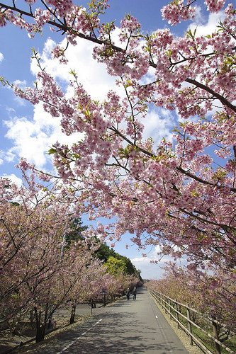 駿河湾の反対側にも河津桜