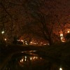 清水区の大沢川の夜桜
