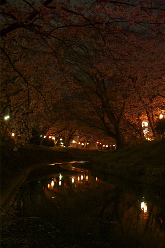 清水区の大沢川の夜桜