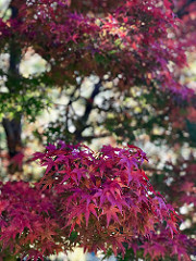 こんな近くにあった！紅葉狩り(^^)