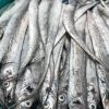 世の中に魚の詰め放題があるんなんて知ってました？