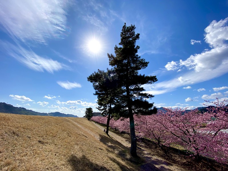 素敵な寒桜の名所が！！？？