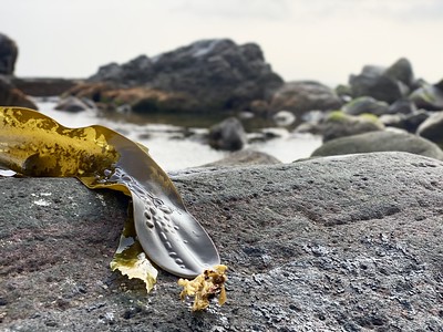 函館の浜にあった海中温泉