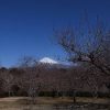 富士市岩本山公園へ