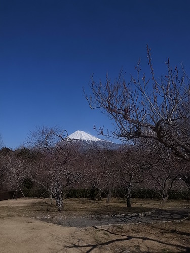 富士市岩本山公園へ