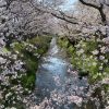 大沢川の桜