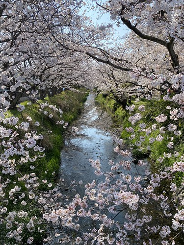 大沢川の桜