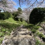 船越堤の桜