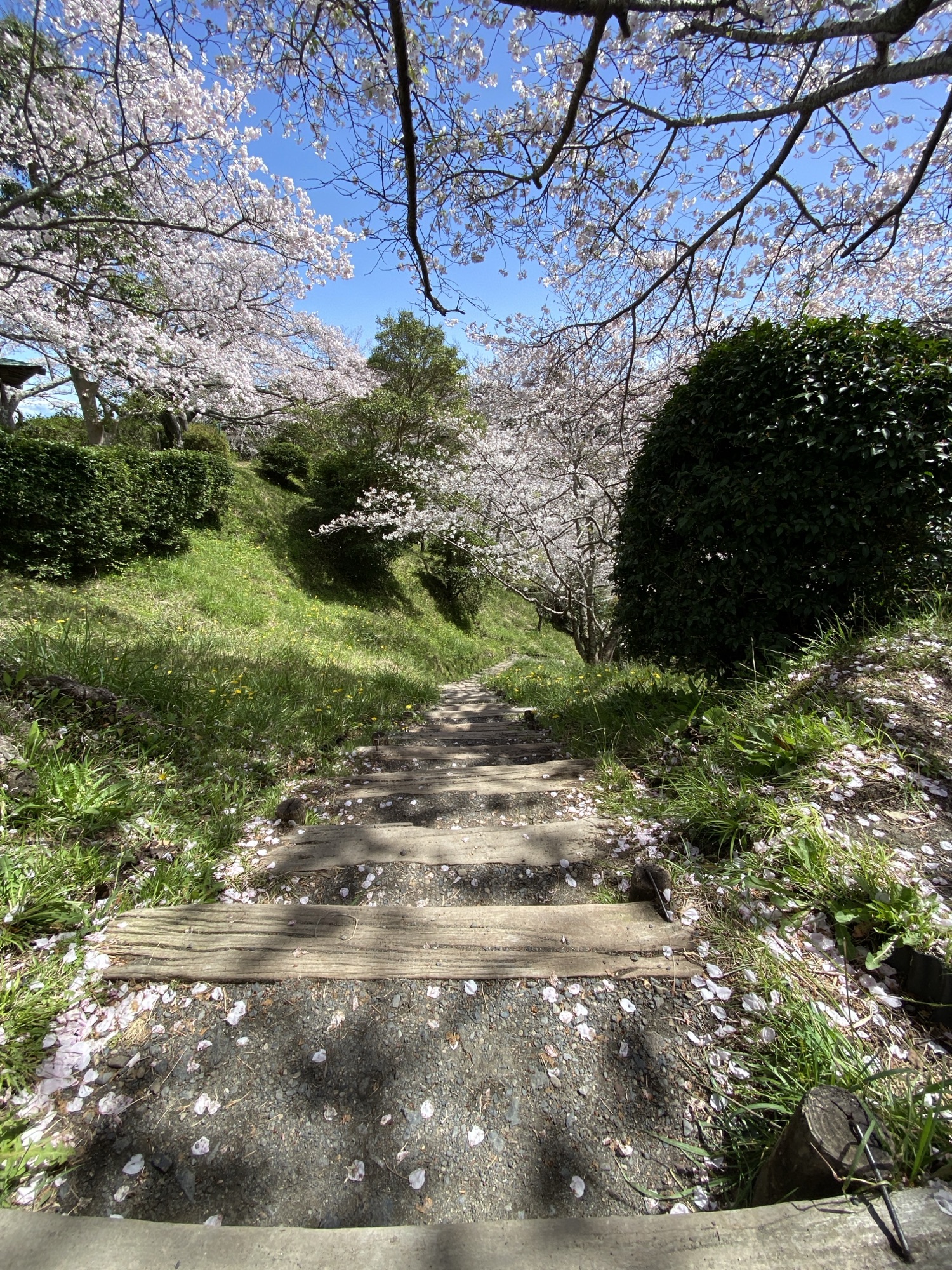 船越堤の桜