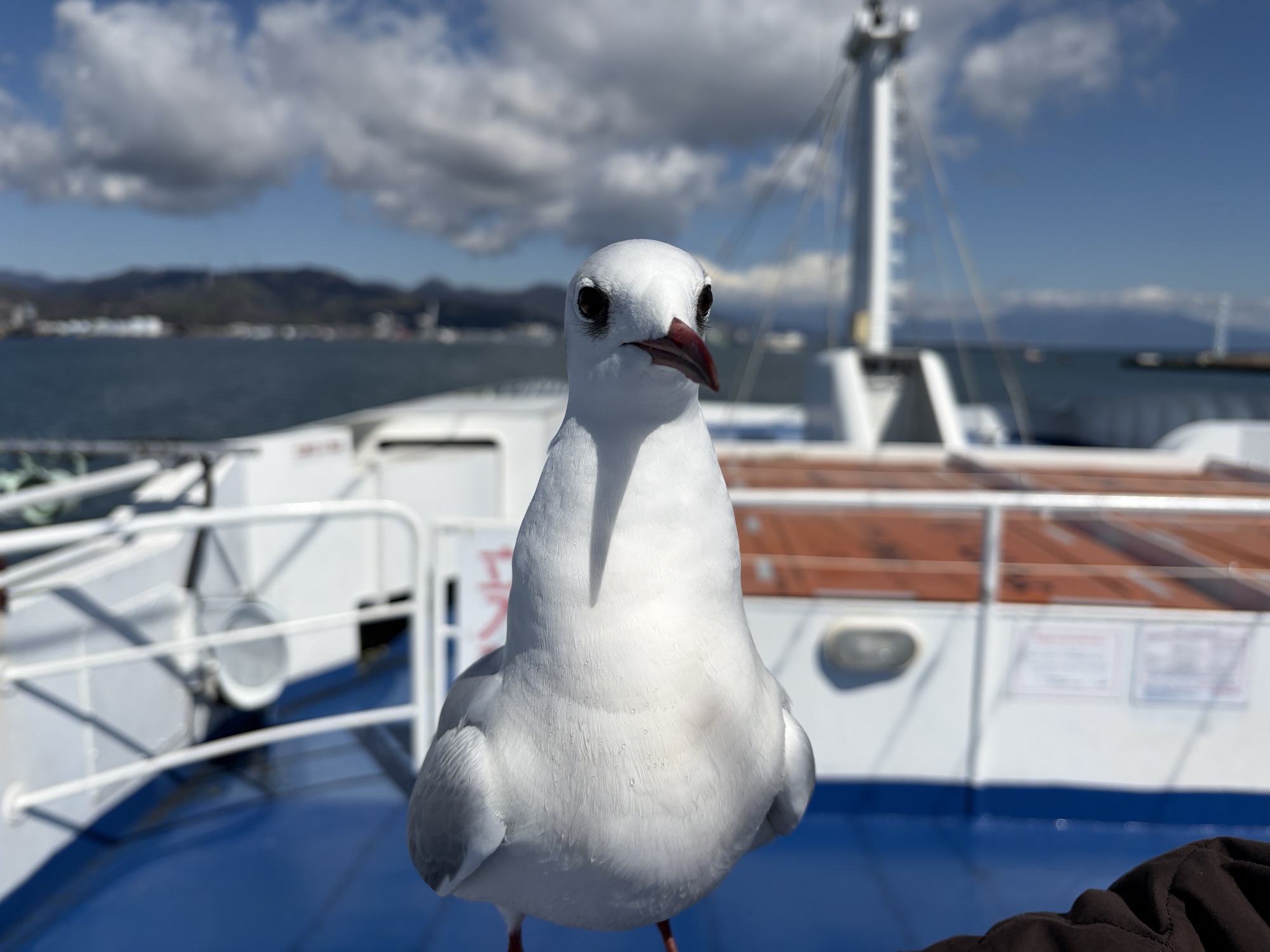 富士山清水みなとクルーズをタダ乗り！