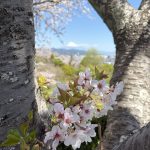 2026-4清水区船越堤の桜