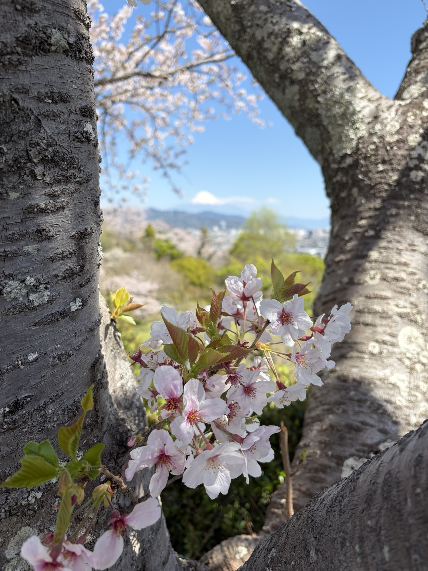 2026-4清水区船越堤の桜