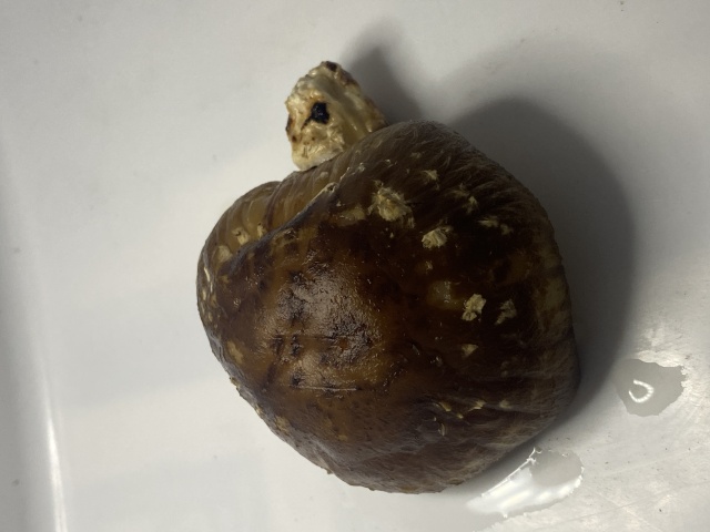 椎茸香信